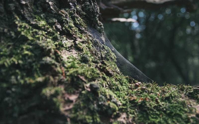 Ghost of Tsushima 2 officiellement annoncé