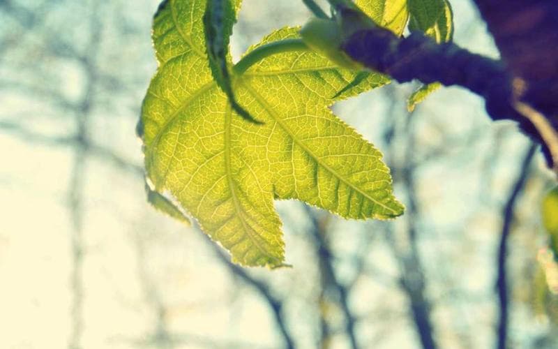 Path of Exile 2 explose les records de joueurs